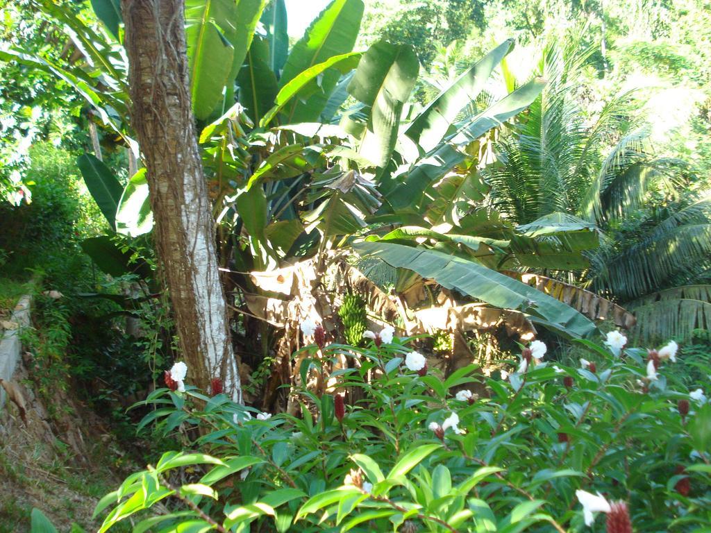 Cote Sud - Unique Villa & Bungalows Intendance Road Takamaka Стая снимка
